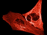 Fluorescence Excitation