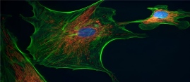Fluorescence Imaging